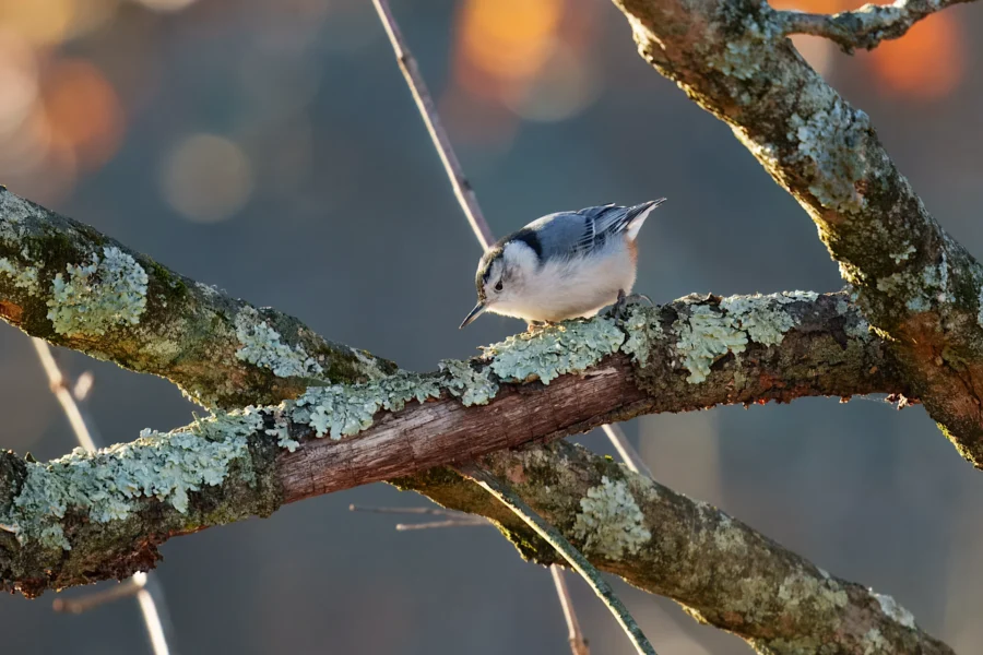 BOR - 11-14-2025 - 0231920 A small bird with white and gray feathers perches on a lichen-covered tree branch in natural light.