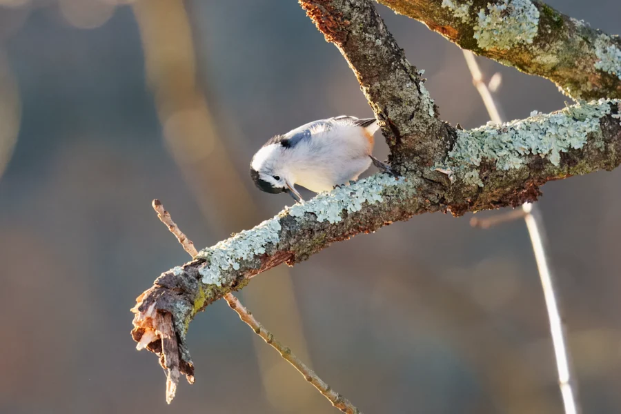 BOR - 11-14-2025 - 0241920 A small bird with white and gray plumage perches on a lichen-covered tree branch, facing downward with a blurred background.
