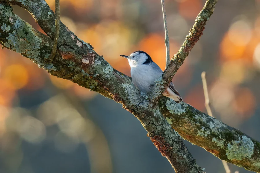 BOR - 11-14-2025 - 0281920 A small white-breasted nuthatch with a black cap perches on a mossy, lichen-covered tree branch, with a blurred background of orange and gray tones.
