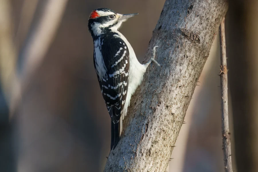 A black and white woodpecker with a red patch on its head clings to the side of a tree trunk in natural light.