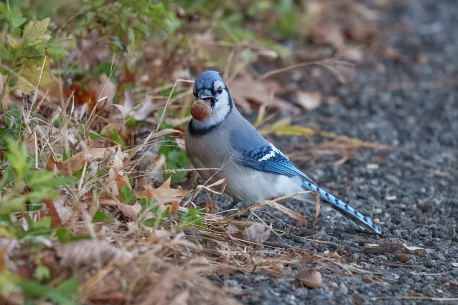 A blue jay stands on the ground near grass and leaves, holding an acorn in its beak.