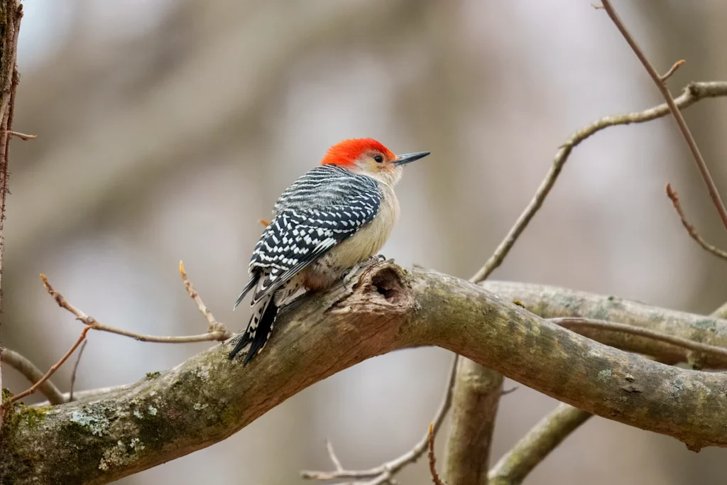 A red-bellied woodpecker with a red head and black-and-white patterned wings perched on a tree branch.