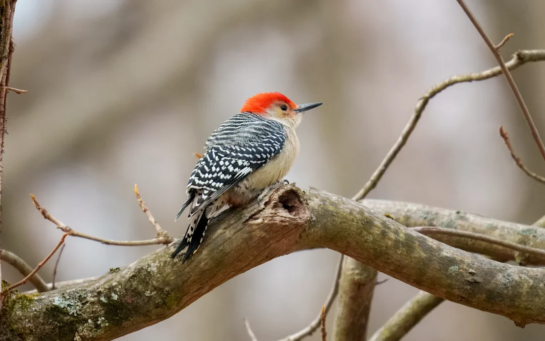 Frequently Asked Questions About the Red-Bellied Woodpecker