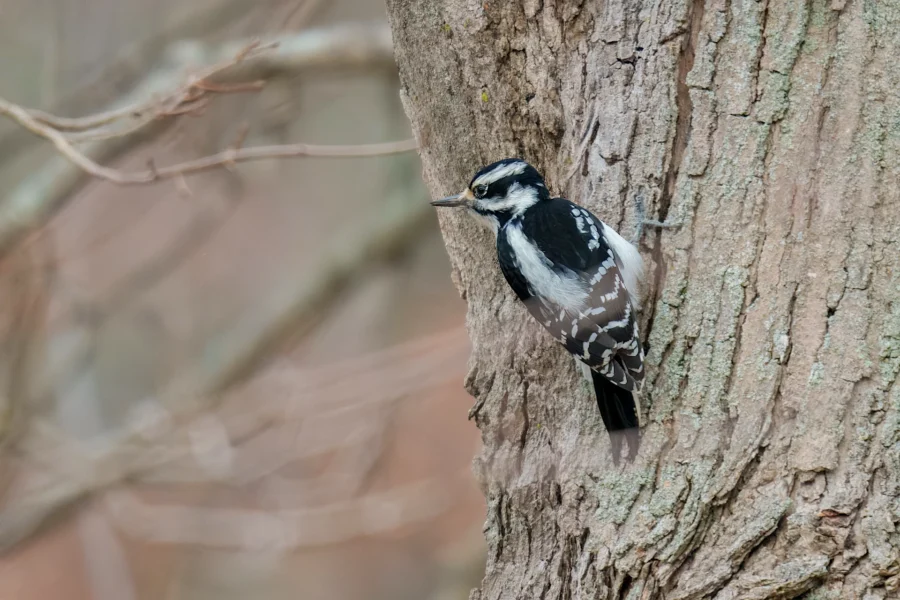 A black-and-white woodpecker clings to the side of a tree trunk with its beak pointed forward.