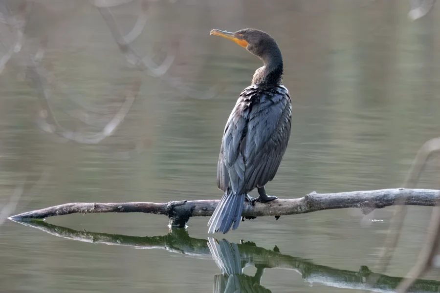 BOR - 11-19-2025 - 0071920 A cormorant with dark feathers and a yellow beak perches on a branch above still water, with its reflection visible below.