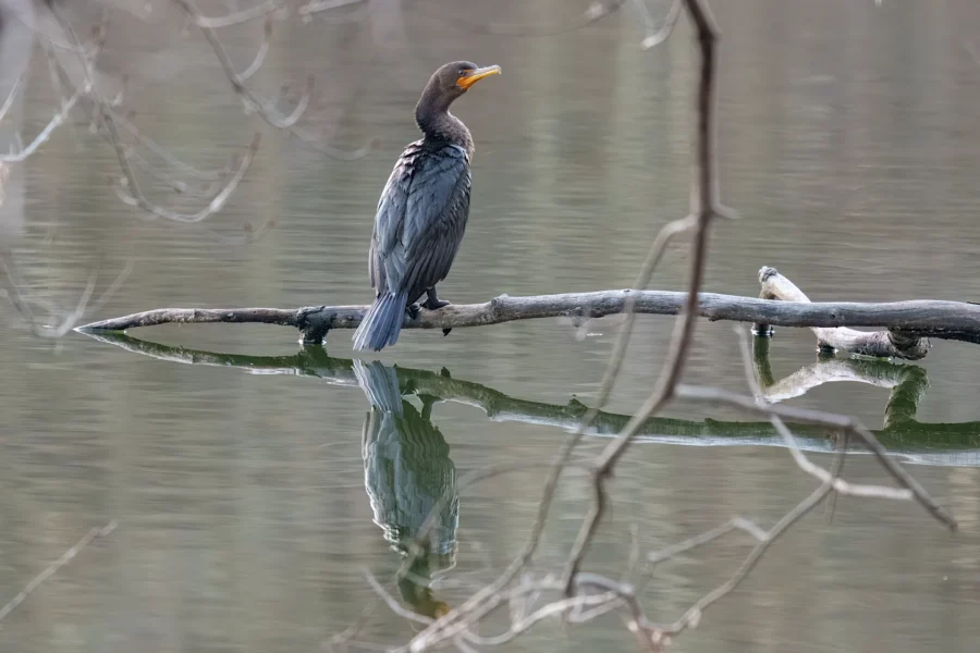 BOR - 11-19-2025 - 0091920 A cormorant with a yellow beak stands on a branch over still water, with its reflection visible below and bare branches in the foreground.