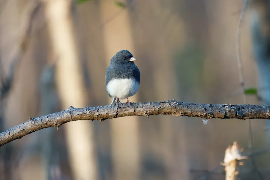 BOR - 11-19-2025 - 0111920 A small dark-eyed junco bird with a gray head and white belly is perched on a curved tree branch against a blurred background.