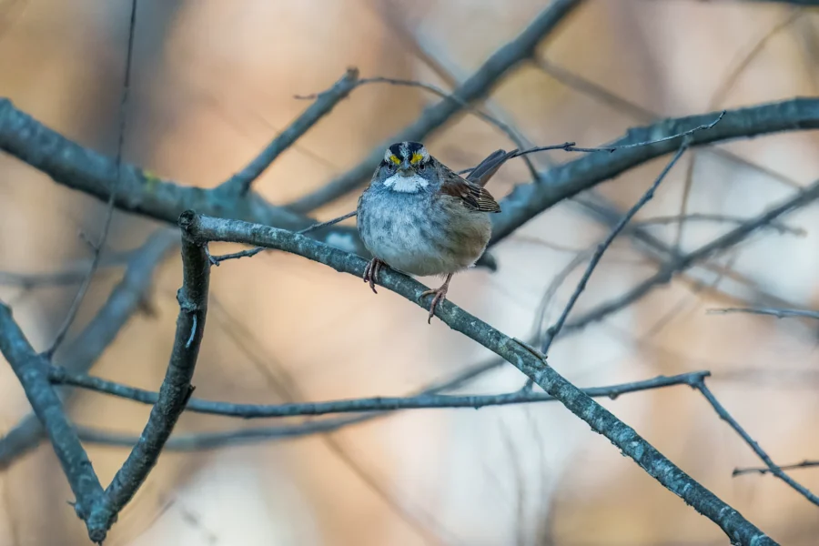 A small bird with white and yellow markings on its head perches on a bare tree branch, with more branches and a blurred background behind it.