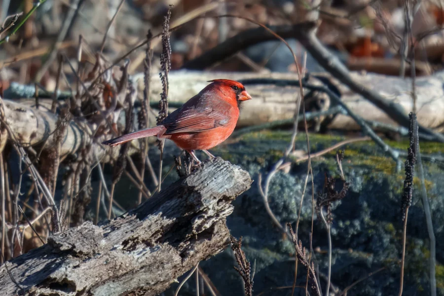 A male northern cardinal with bright red feathers perches on a weathered tree branch in a natural, wooded setting.