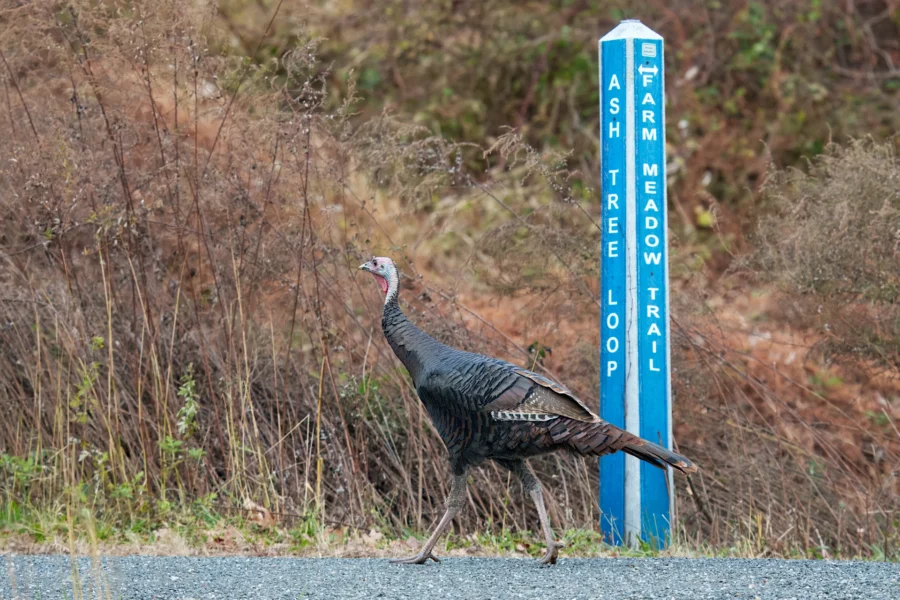 BOR - 11-19-2025 - 0041920 A wild turkey walks across a gravel path near a blue and white trail marker labeled “Ash Tree Loop” and “Farm Meadow Trail.”.
