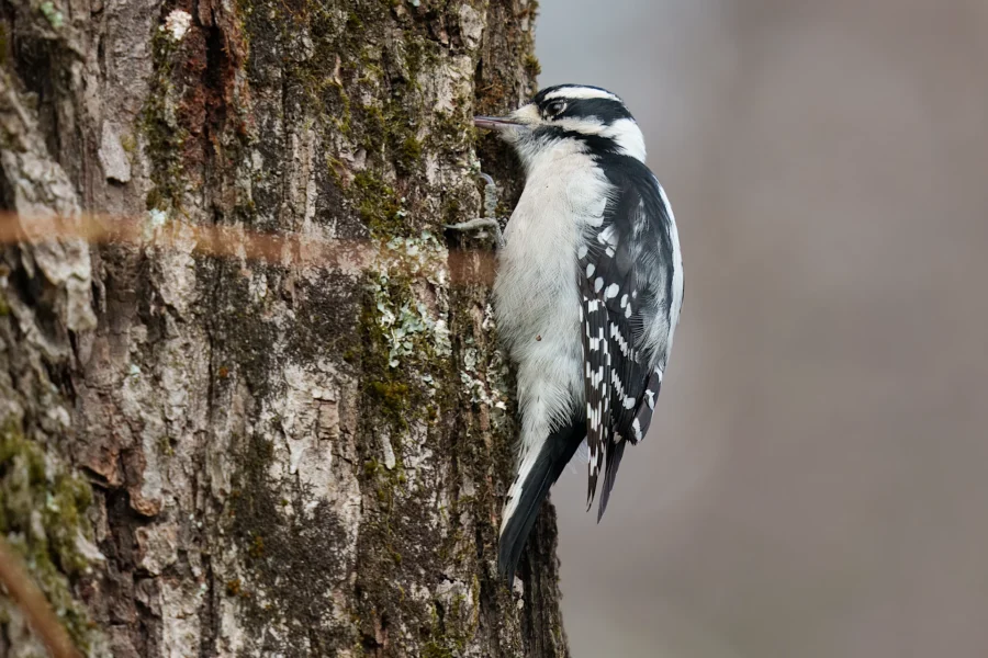 A black and white woodpecker clings to the side of a tree trunk, facing left, with its beak touching the bark.