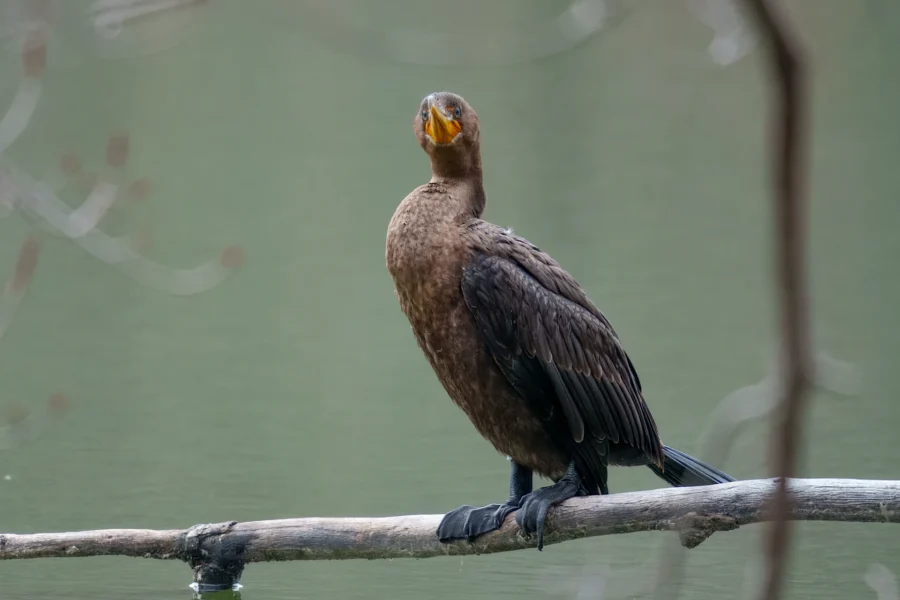 BOR - 11-19-2025 - 0101920 A cormorant with dark brown feathers is perched on a branch over calm water, facing slightly upward with its beak slightly open.