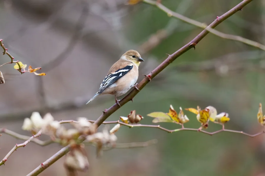 BOR - 11-29-2025 - 0011920 A small brown bird with black and white markings perches on a thin branch with a few yellowing leaves against a blurred natural background.