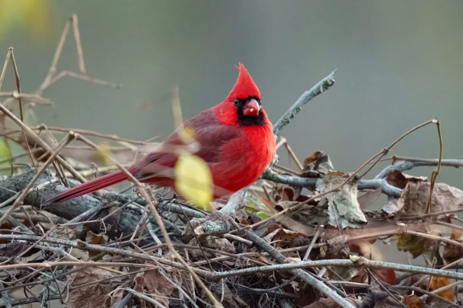 A bright red northern cardinal perched on a pile of twigs and dry leaves with a blurred, neutral background.