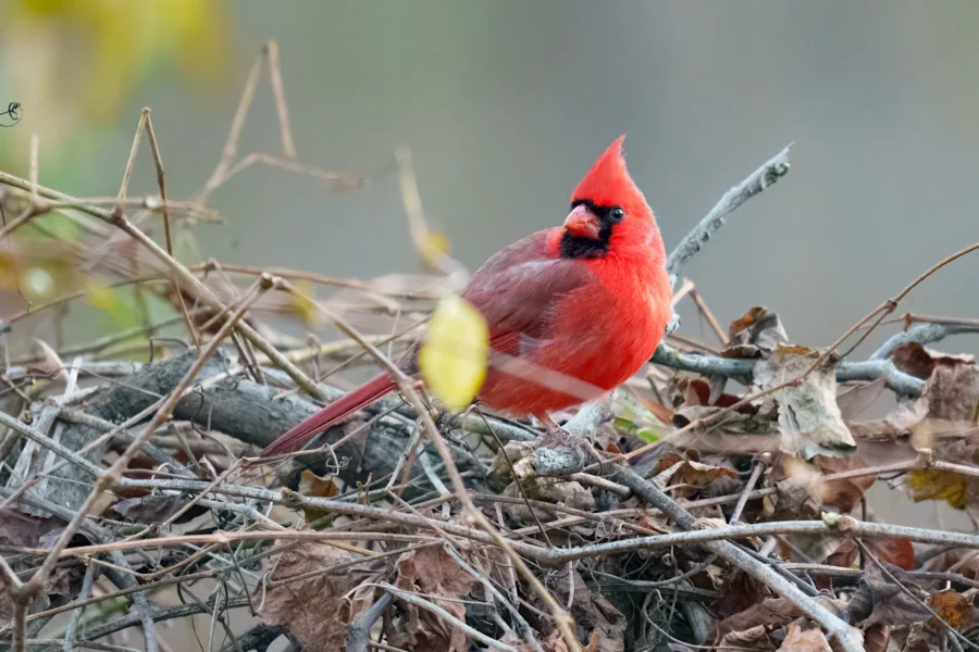 A bright red cardinal perches on a pile of twigs and dried leaves, with a blurred natural background.