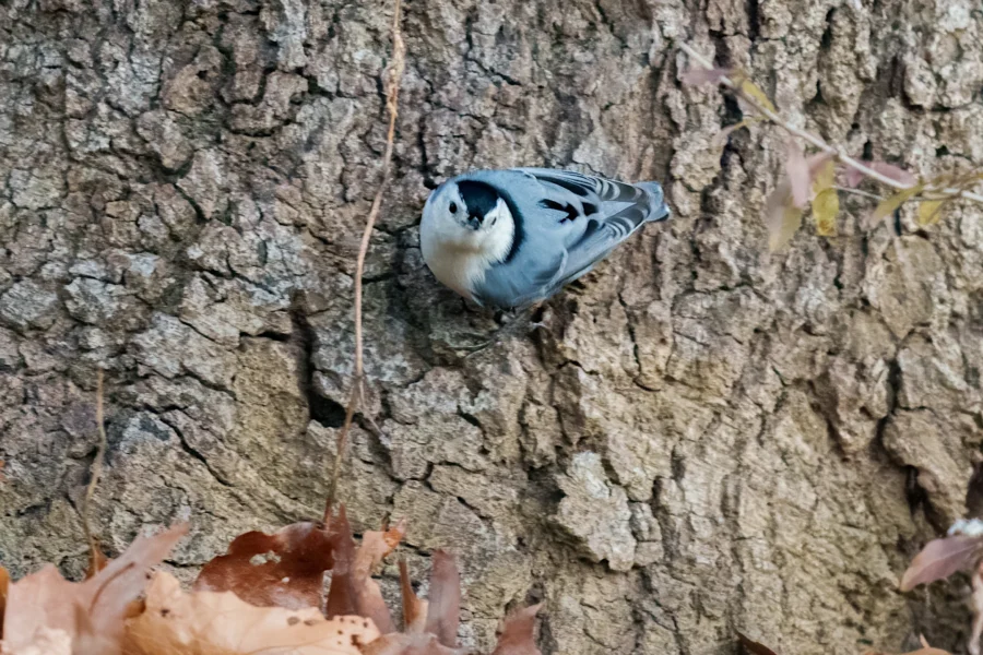 BOR - 11-29-2025 - 0061920 A white-breasted nuthatch clings to the rough bark of a tree, surrounded by dry brown leaves.
