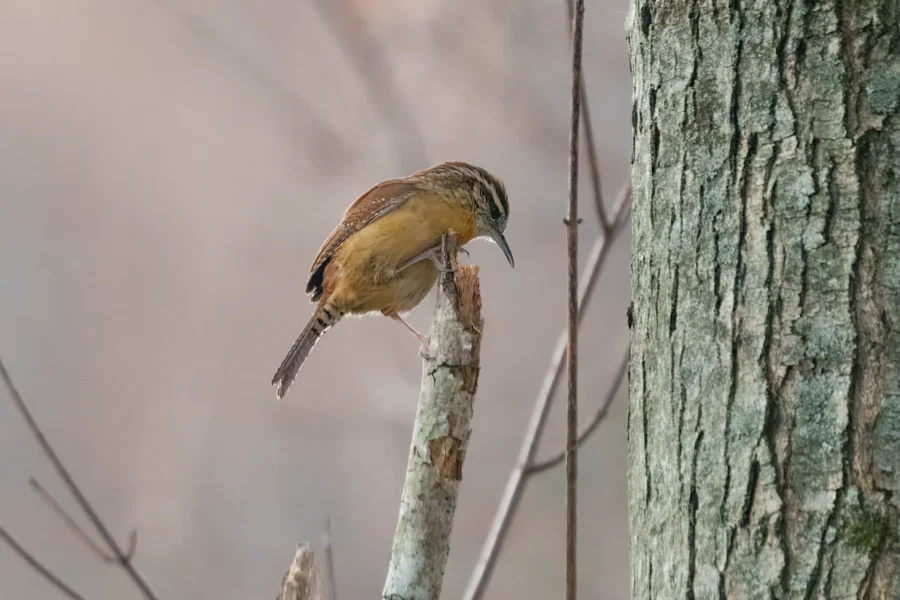 BOR - 11-29-2025 - 0071920 A small brown bird perched on a broken branch near a tree trunk, with a muted, blurry background.