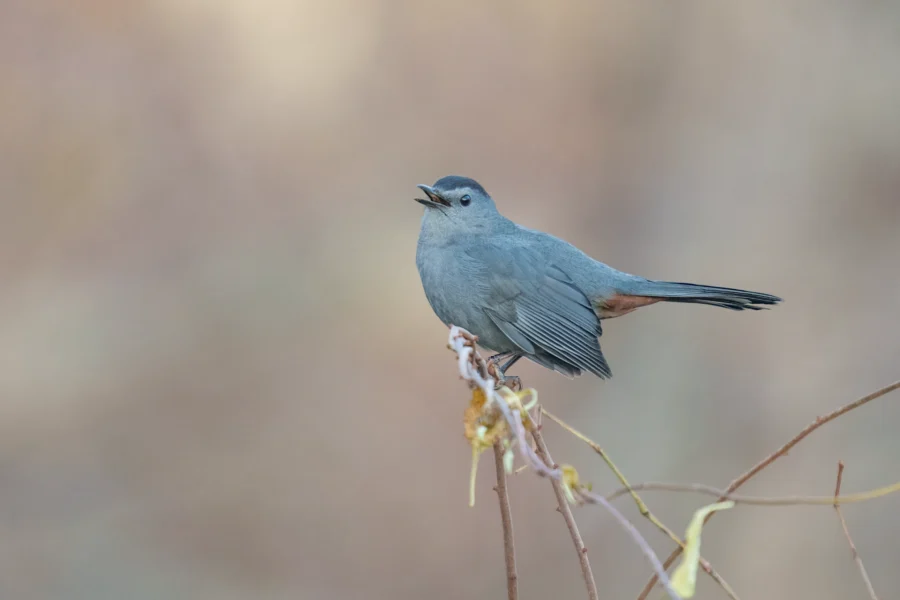BOR - 11-29-2025 - 0081920 A gray bird with a black cap and slender tail perches on a thin branch, with its beak open against a blurred brownish background.