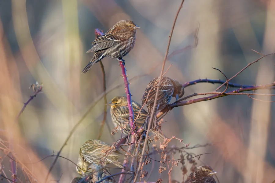 BOR - 11-29-2025 - 0101920 Five small brown and white birds perch on thin branches with a blurred natural background.