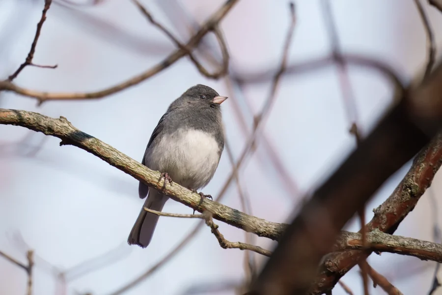 BOR - 11-29-2025 - 0121920 A small gray and white bird perches on a bare tree branch against a soft, out-of-focus background.