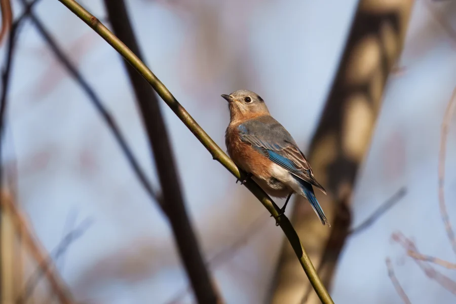 A small bird with blue and brown feathers is perched on a thin branch, with blurred branches and a bright sky in the background.