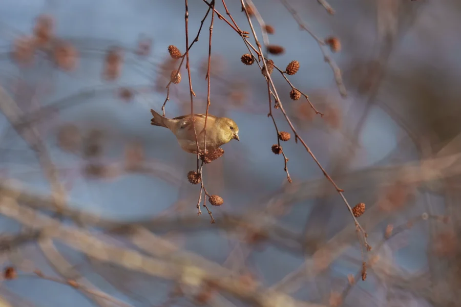 BOR - 11-29-2025 - 0161920 A small brown bird perched on a thin branch among clusters of dried seed pods against a blurred background.