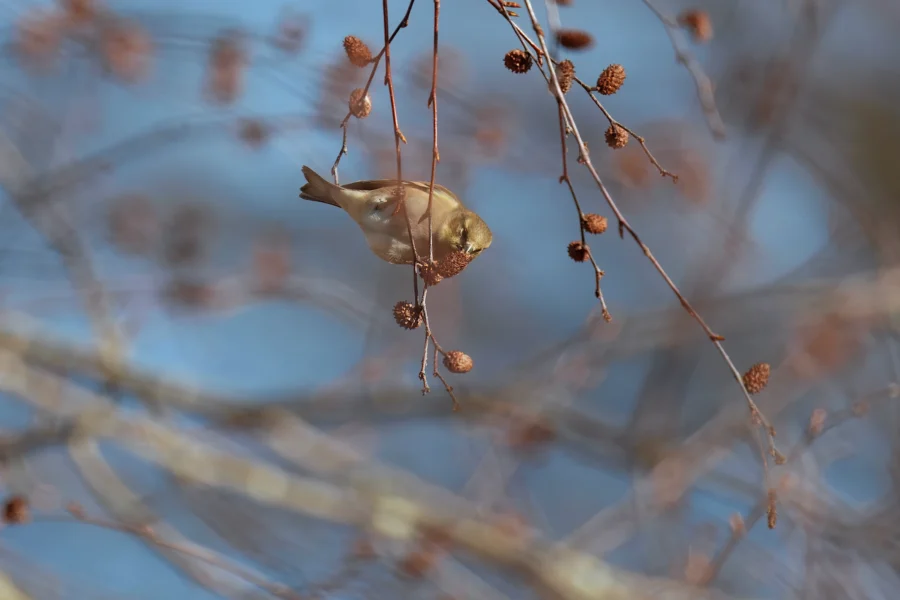 BOR - 11-29-2025 - 0171920 A small bird perched upside down on a thin branch, pecking at a cone-like seed pod, with a blurred background of more branches and blue sky.