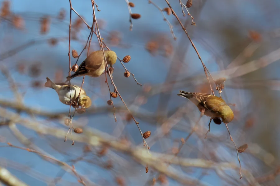 BOR - 11-29-2025 - 0211920 Three small birds perch on thin branches with brown seed pods against a blurred blue sky background.