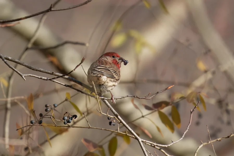 A small bird with a reddish head perches on a branch, holding a dark berry in its beak. Surrounding branches have green leaves and clusters of berries.