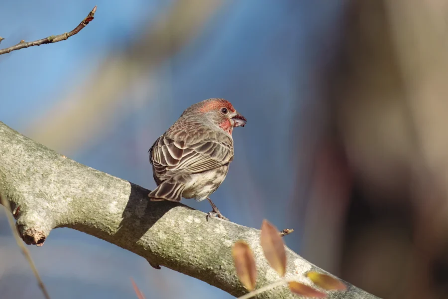 A small bird with brown and red feathers perches on a tree branch against a blurred blue and brown background.