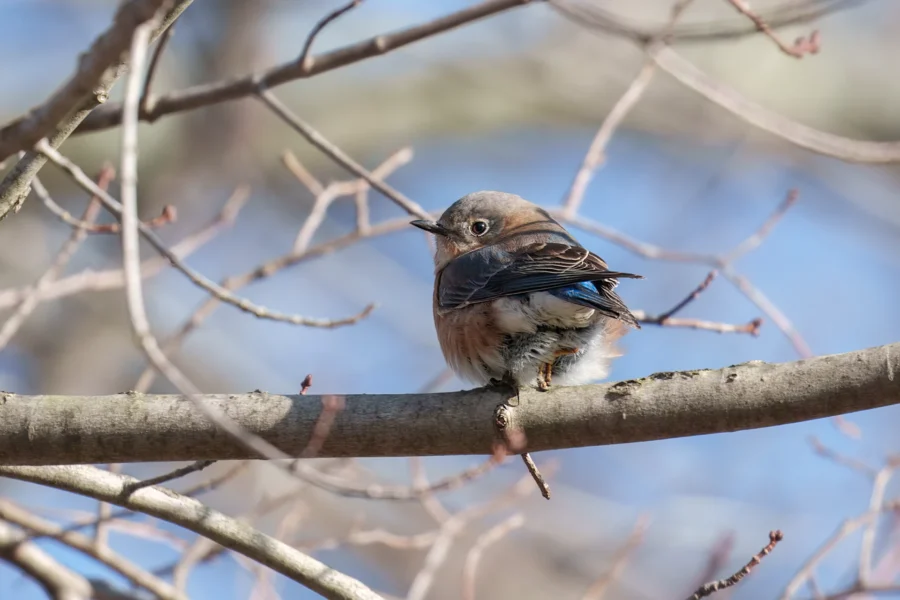 A small bird with brown and blue feathers perches on a bare tree branch with a blurred blue sky background.