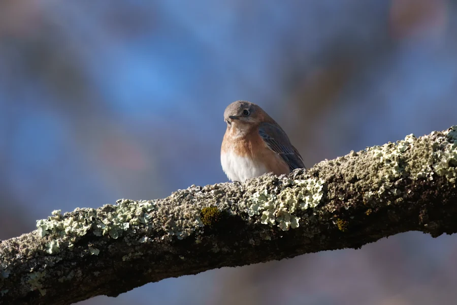 A small bird with a rust-colored chest and blue-gray wings is perched on a lichen-covered tree branch against a blurred blue background.