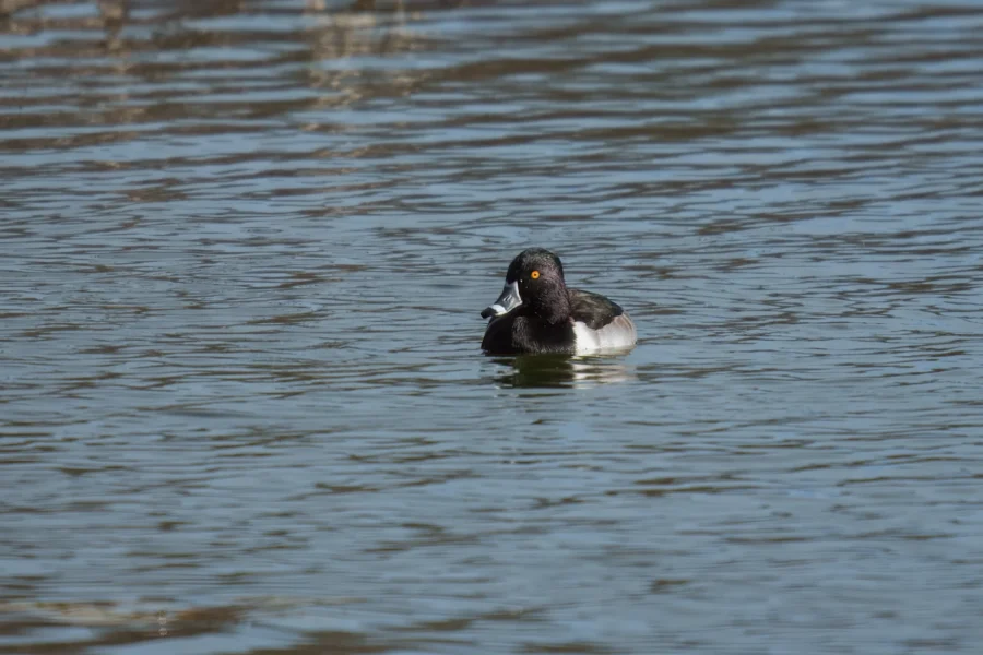 BOR - 11-29-2025 - 0401920 A black and white duck with a distinctive yellow eye floats on calm, rippling water.