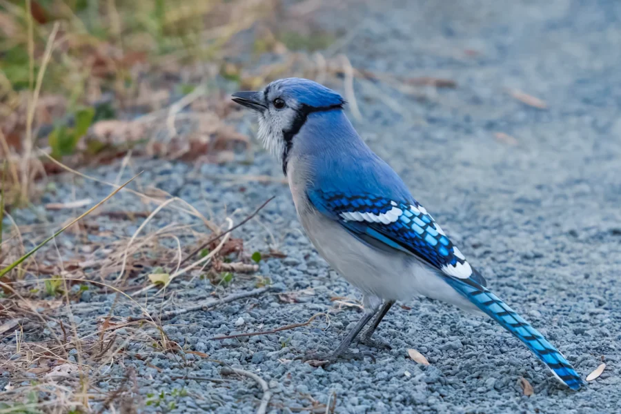 BOR - 11-29-2025 - 0431920 A blue jay with bright blue and white feathers stands on a gravel path near some dry grass.