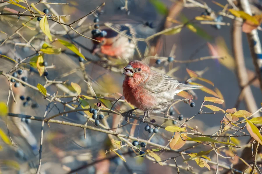 Two small birds with red plumage perch on thin branches among green leaves and dark berries, with one bird in sharp focus and the other in the blurred background.