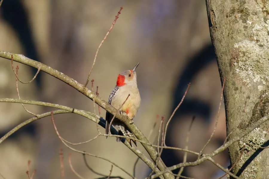A woodpecker with a red patch on its head perches on a tree branch, surrounded by leafless twigs and tree trunks.