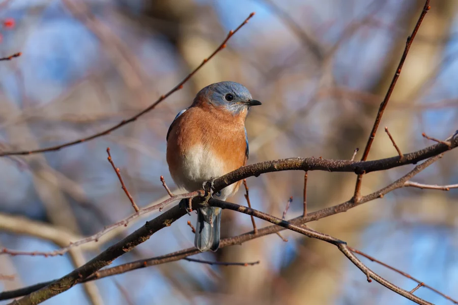 BOR - 11-29-2025 - 0511920 A small bird with blue wings and head, and a rust-orange breast, perches on a bare branch against a blurred background of trees.
