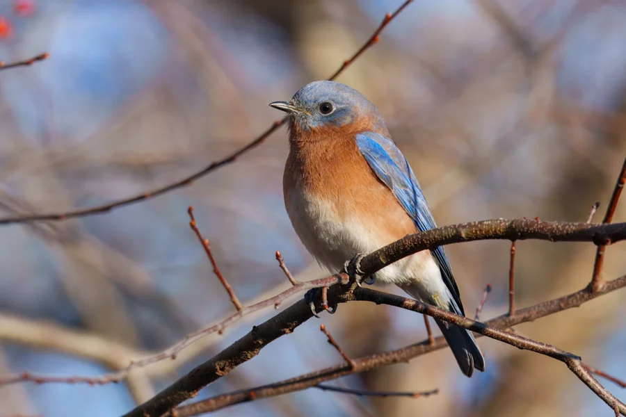 BOR - 11-29-2025 - 0521920 A small bird with blue wings and back, rusty orange chest, and white belly is perched on a bare tree branch with a blurred background.