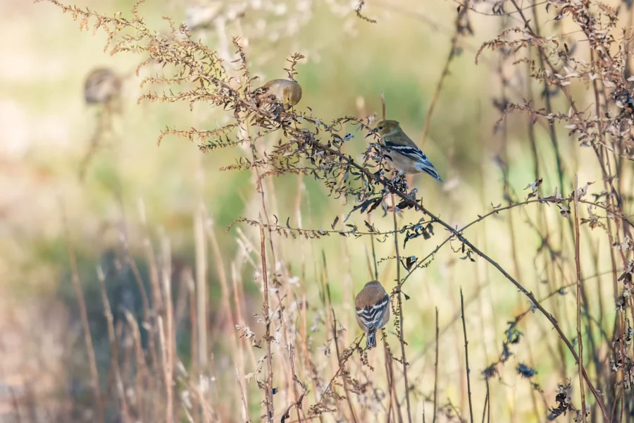 BOR - 11-29-2025 - 0561920 Four small birds perch on dry, slender branches among tall grasses in a sunlit, natural outdoor setting.