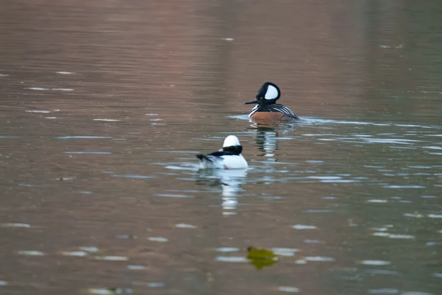 BOR - 12-03-2025 - 0011920 Two ducks with distinctive black-and-white head markings swim on a calm body of water with soft reflections.