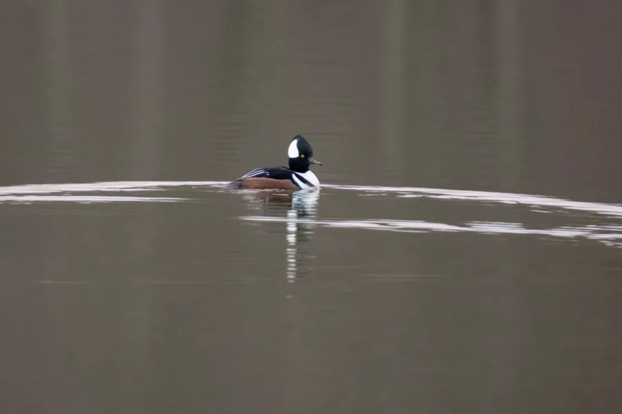 BOR - 12-03-2025 - 0031920 A duck with a black and white head swims alone on calm, reflective water, creating small ripples behind it.