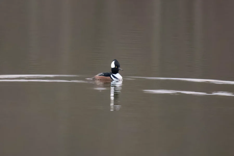 BOR - 12-03-2025 - 0041920 A duck with a black and white head and brown body swims alone on calm, reflective water.