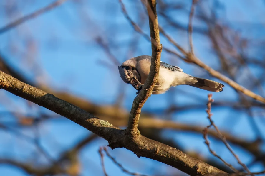 BOR - 12-03-2025 - 0101920 A small bird perches on a tree branch, tilting its head, with a clear blue sky and blurred branches in the background.