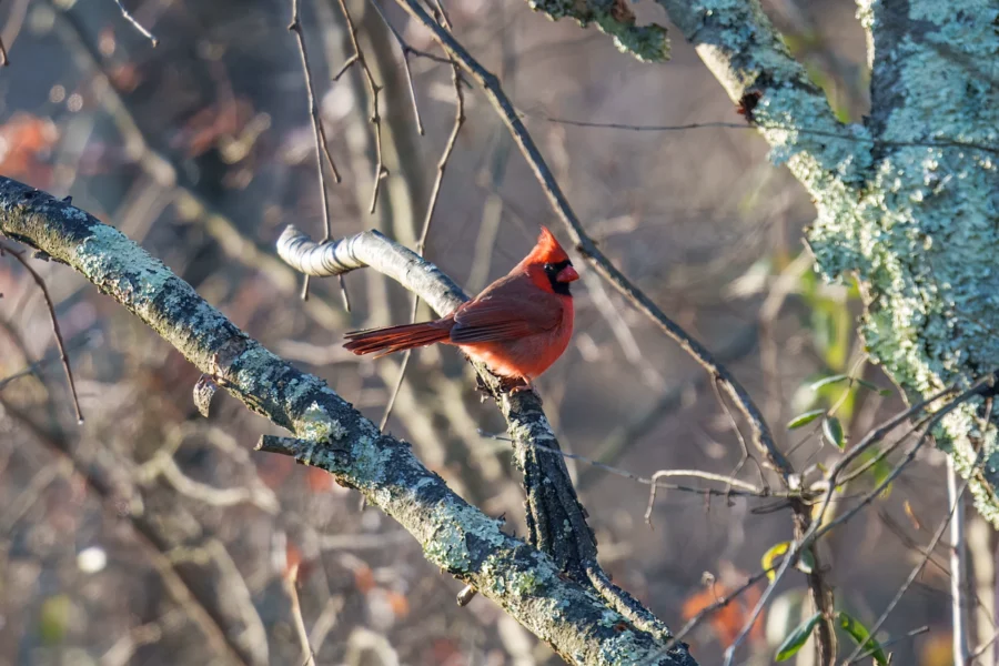 A northern cardinal with bright red feathers is perched on a lichen-covered tree branch in a wooded area.