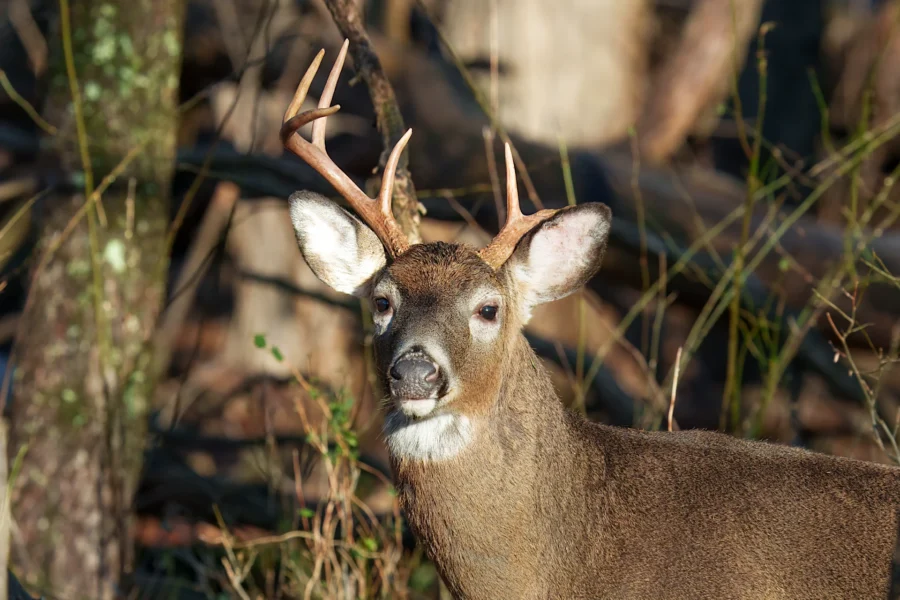 BOR - 12-03-2025 - 0131920 A white-tailed deer with antlers stands in a sunlit forest, looking toward the camera.