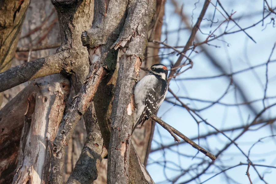 A woodpecker with black and white feathers and a red spot on its head clings to the trunk of a tree among bare branches.