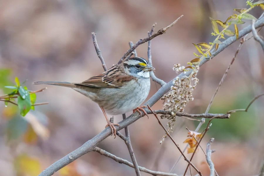A white-throated sparrow with brown and white feathers and a yellow patch above its eye perches on a branch with dry leaves and flowers.