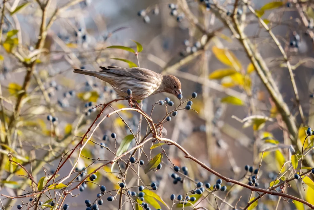 A small brown bird perched on a branch surrounded by clusters of dark blue berries and green leaves.