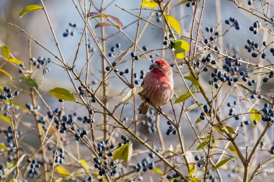 A small red bird perches on a branch surrounded by green leaves and clusters of dark blue berries.