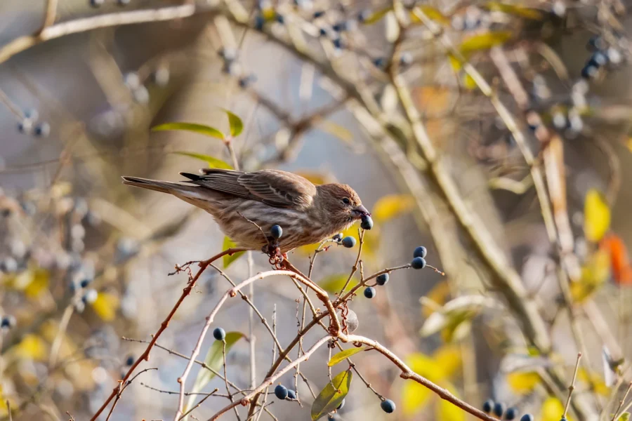 A small brown bird perched on a branch eats a dark berry, surrounded by twigs and leaves with more berries in the background.